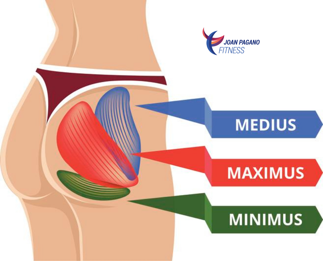 The Best Glute Exercises Joan Pagano Fitness